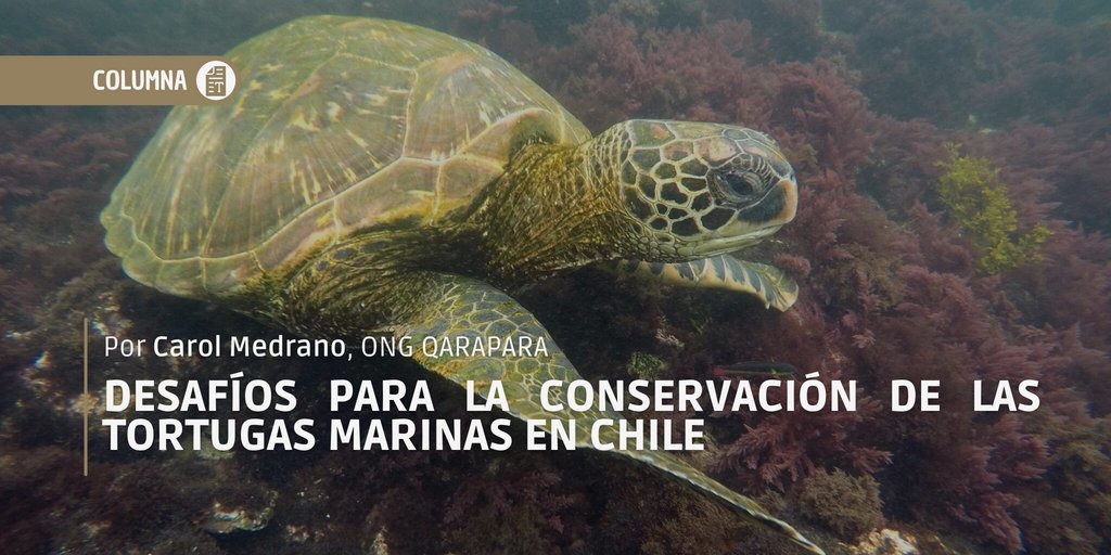 Plataforma Costera tweet media