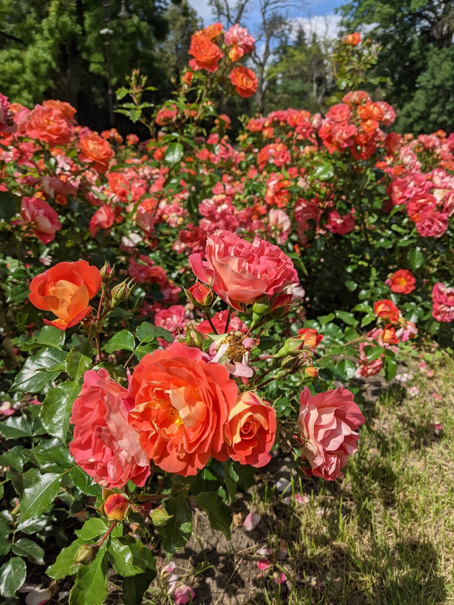 Beautiful flowers at Varna Zoo #varna <a href="/Bulgaria/">Bulgaria</a>