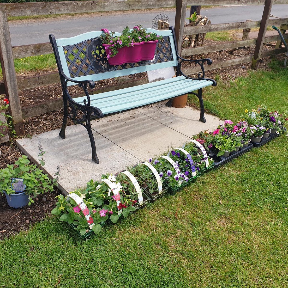 HorseTimeorguk's tweet photo. Tea Garden Update

This week Fiona and Nikki had a visit from Lynda who is from Berwick Garden Centre.

Lynda was delighted to be asked to help with plants etc for the garden and came up with an amazing combination of annuals and perennials. https://t.co/SYc4AYFRtL