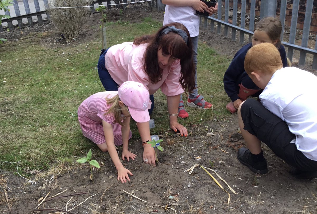 🌿🌻Our keen <a href="/Y2Redgate/">Mrs Turner</a> gardeners had a great time exploring the school gardens today 😃 We also planted sunflowers 🌻😍in an area that had got quite dry over the half term holidays #plants #Flowers #WellbeingWednesday <a href="/SGWeekly/">School Garden Weekly</a> @RHSSchools