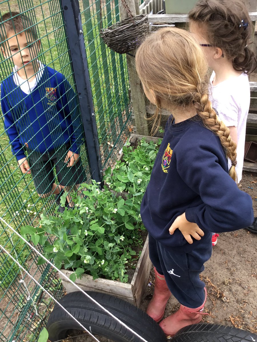 RedgateGardens1's tweet photo. 🌿🌻Our keen @Y2Redgate gardeners had a great time exploring the school gardens today 😃 We also planted sunflowers 🌻😍in an area that had got quite dry over the half term holidays #plants #Flowers #WellbeingWednesday @SGWeekly @RHSSchools https://t.co/E3oX8LwSI8
