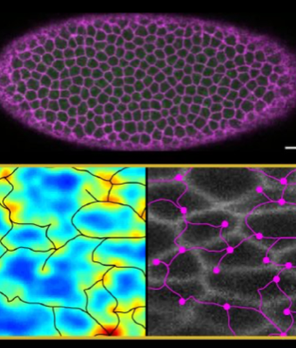 BppbSeminar's tweet photo. #BPPBSeminar Fri Jun 18 at at 8 am PDT/11am EDT/5 pm in central Europe.

Molecular to cellular mechanics probed by high-speed force microscopy -@felix_rico @FM4B_Lab

Making connections: how epithelial tissues guarantee folding - Hannah Yevick

Details - https://t.co/M3vQcF7VI9… https://t.co/YS0kOhiKNe