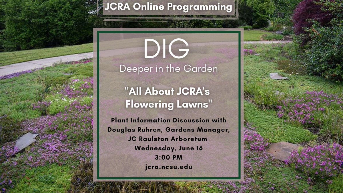 jcraulstonarb's tweet photo. Douglas Ruhren will be in the garden taking a closer look the Arboretum's flowering lawn. Join him online as he tells us all about the short plants found in our flowering lawn. Join today at 3 pm via https://t.co/4Mv4HPmrDK, or see the recording next week on our YouTube channel. https://t.co/hSssGOwEpj