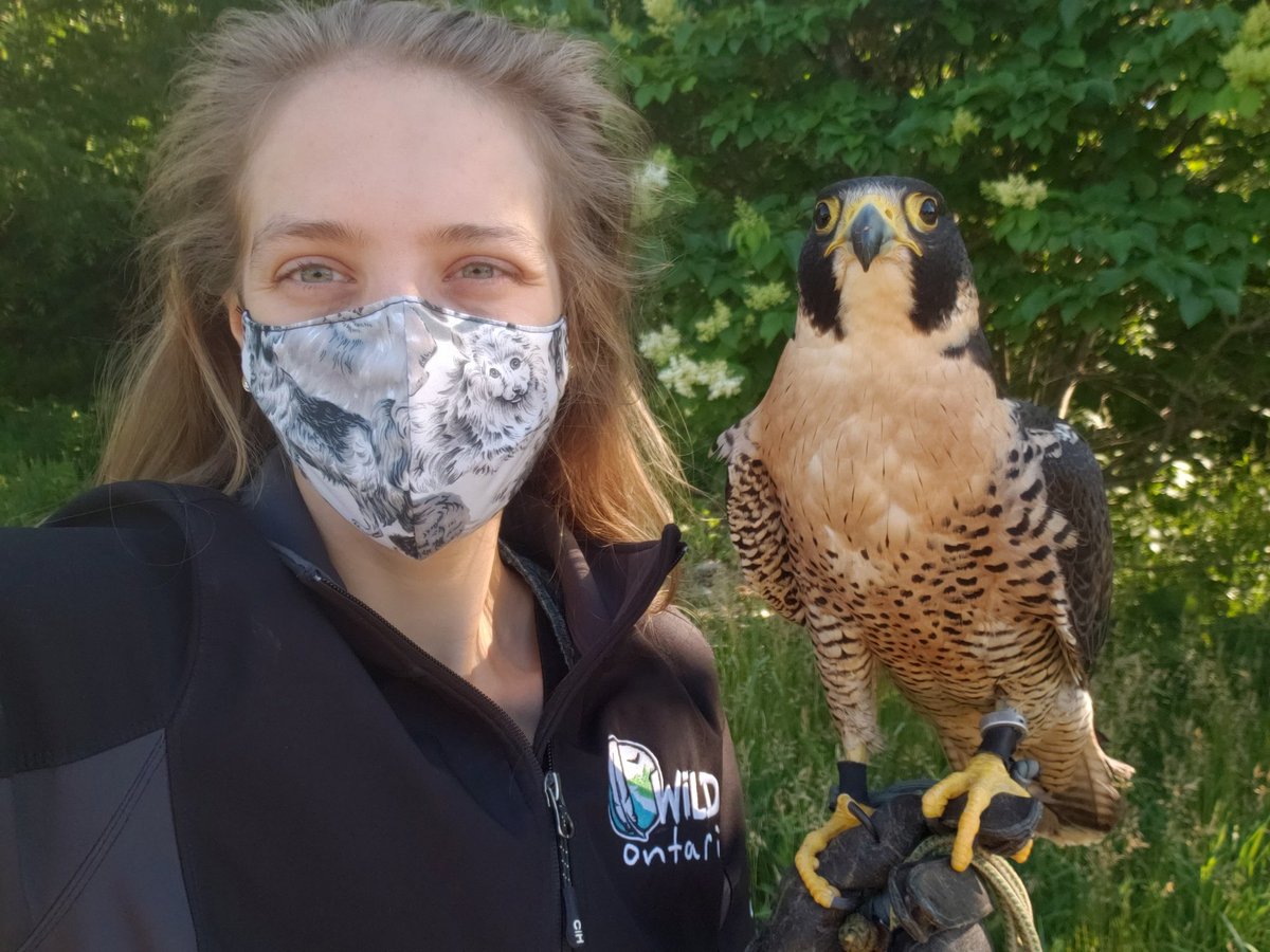 The first #SquirrelLife hosted @Wild_Ontario program is TONIGHT 6-7 pm! JOIN US to learn cool things about cool birds & nature, and see birds-of-prey up close (virtually)! FREE & family friendly 😊 

Registeration details for 3 dates in quoted Tweet & below. Please share!