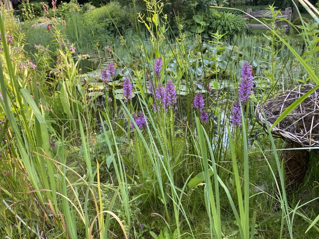 Kom ik er net achter  dat onze vijverrand - behalve met heermoes - vol staat met wilde orchideeën! En deze zijn beschermd… volgend jaar is de hele vijverrand omzoomd met dit paars