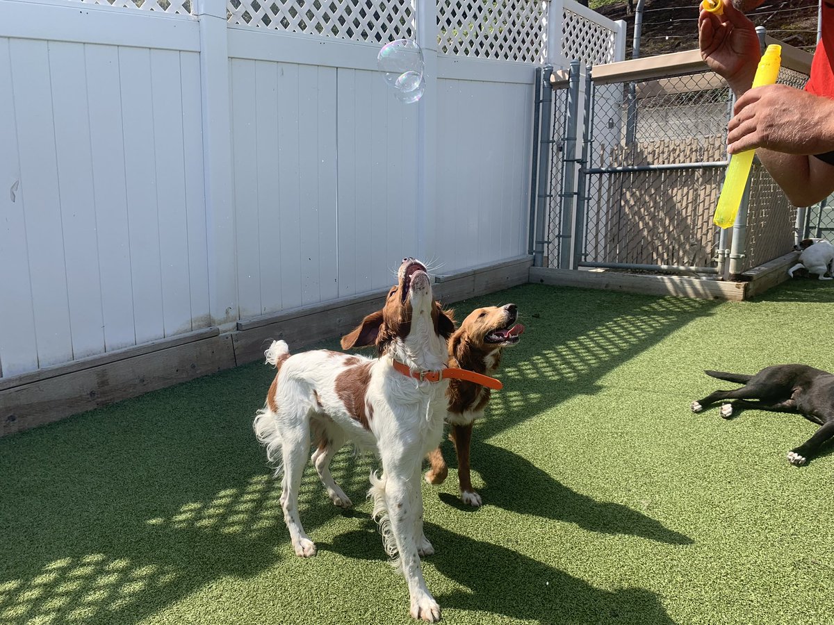 CampBowWowSC's tweet photo. I know they’re coming! Bubbles! 🤗
#bubblesfordogs #dogplay #playyard #doglife #dogs #doggydaycamp #dogovernightstay #doglovers #happydogcampers #campbowwowsanclemente #danapoint #sanclemente #lagunabeach #orangecounty #jump #dogsofinstagram #dogsofinsta #dogsofinstaworld https://t.co/uoJhhIyYWv