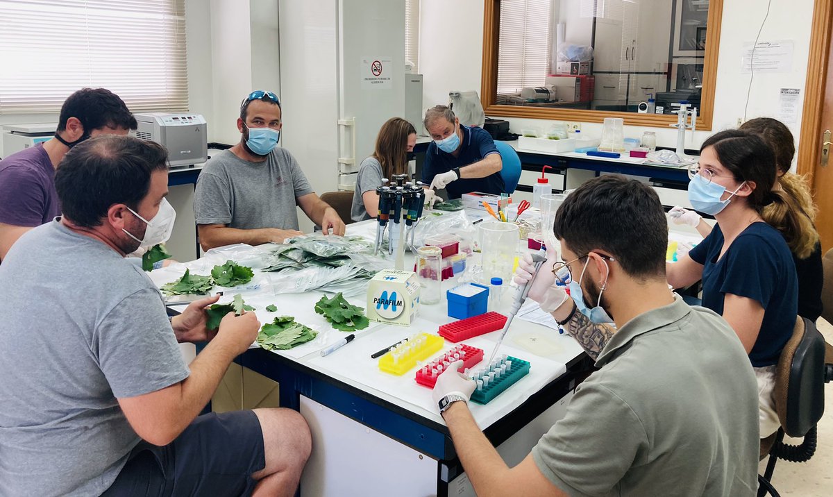 _Xilef_'s tweet photo. El grupo de virologia de frutales del @GVAivia dirigido por el Dr. @aaolmos colaborando con el grupo de @DIntrigliolo @CSIC. El objetivo, conocer es estado sanitario de variedades de vid para realizar la mejor selección clonal posible. @DOUtielRequena #Proyecto #ValoraBobal 🍇 https://t.co/wyyRlFLRlM