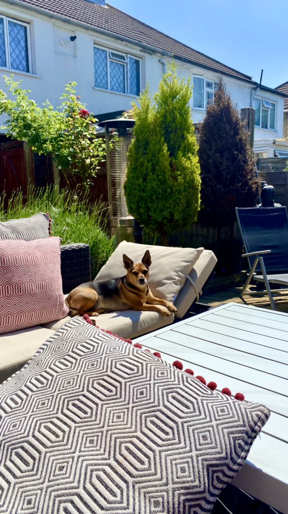 mister_dkc_'s tweet photo. Not a happy pup today!! #heatwave https://t.co/XrIegP5K2N