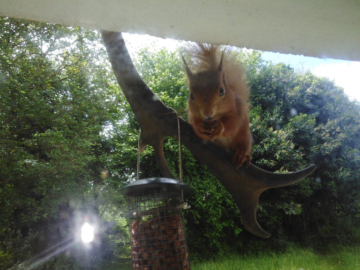 peenieman1's tweet photo. Summer red says "hi!"
Lunchtime snack,no nut allergies #squirrelstuff https://t.co/S81N9bcRKB