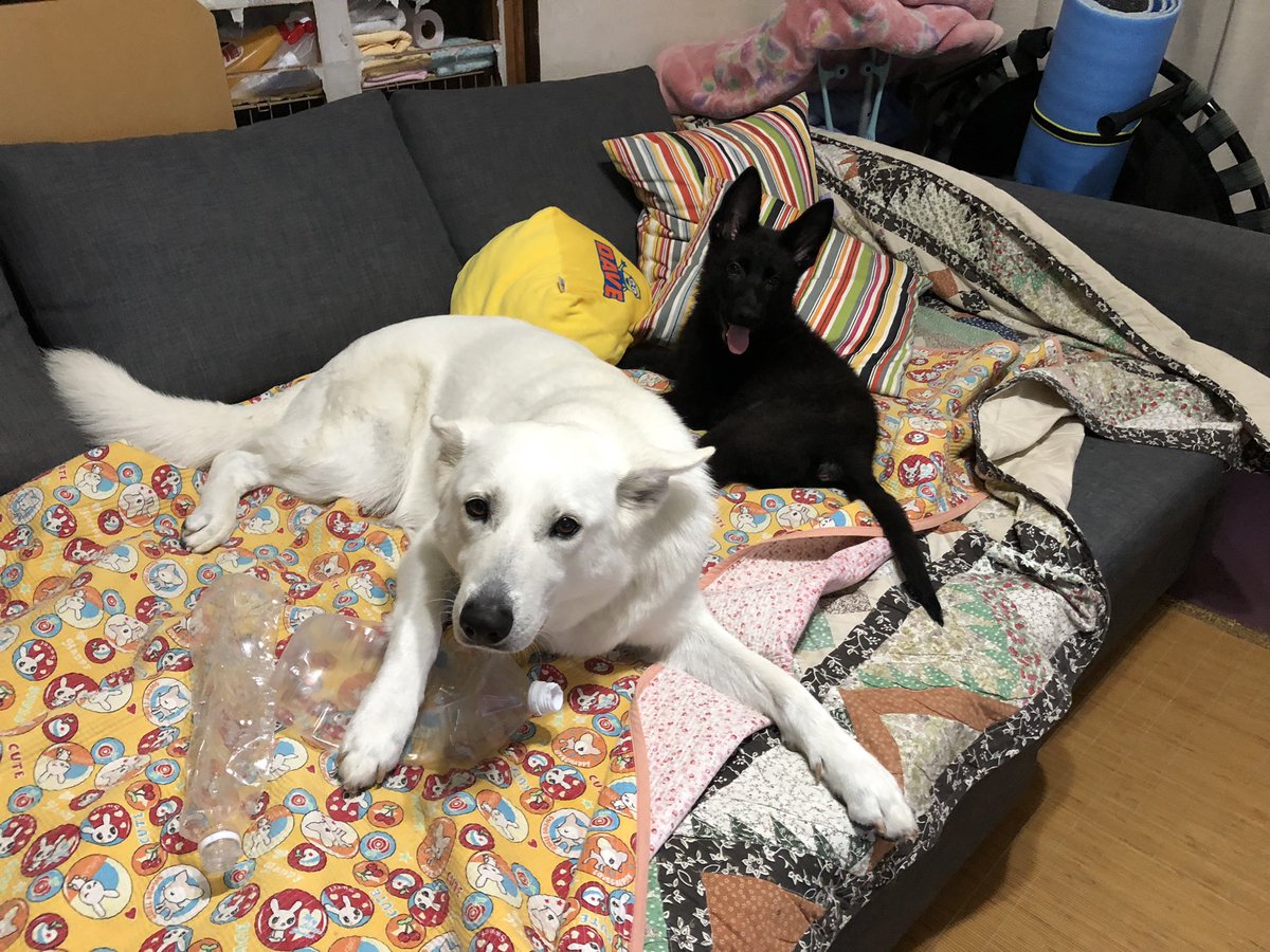 ペット 感想 考察 最新情報まとめ みんなの評価 レビューが見れる ナウティスモーション 3ページ目