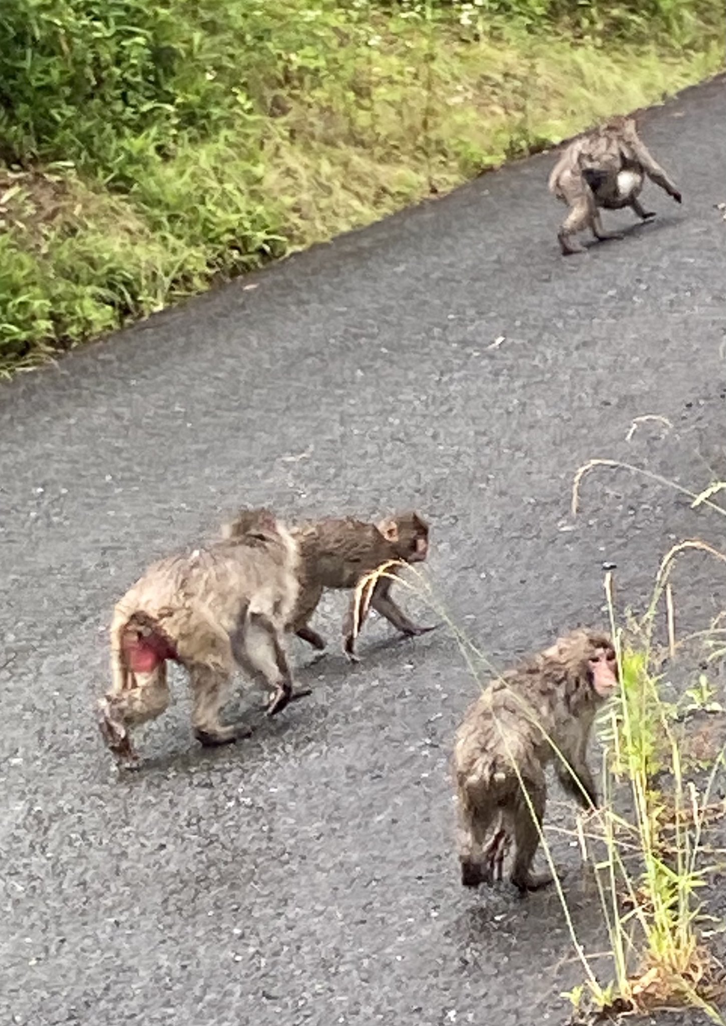 توییتر ポラリス در توییتر 仕事中に田舎道を車で走っていたら道路をお猿さんが占領してた ゆっくり走っていたら散らばって行ったと思ったら威嚇してきた 笑 そして 近くのポケジムを占領 どちらも自分の色違いヤドランです ポケモンgo 猿 T Co