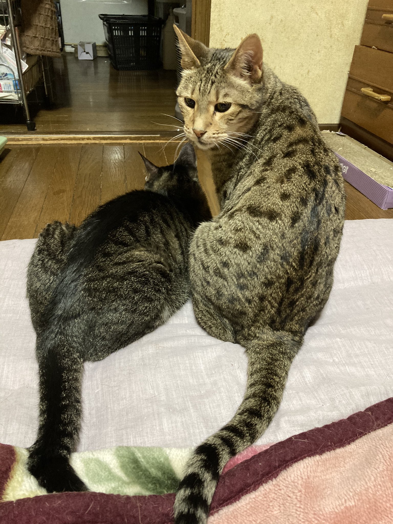 猫カフェ まるまる Neko Marumaru Twitter