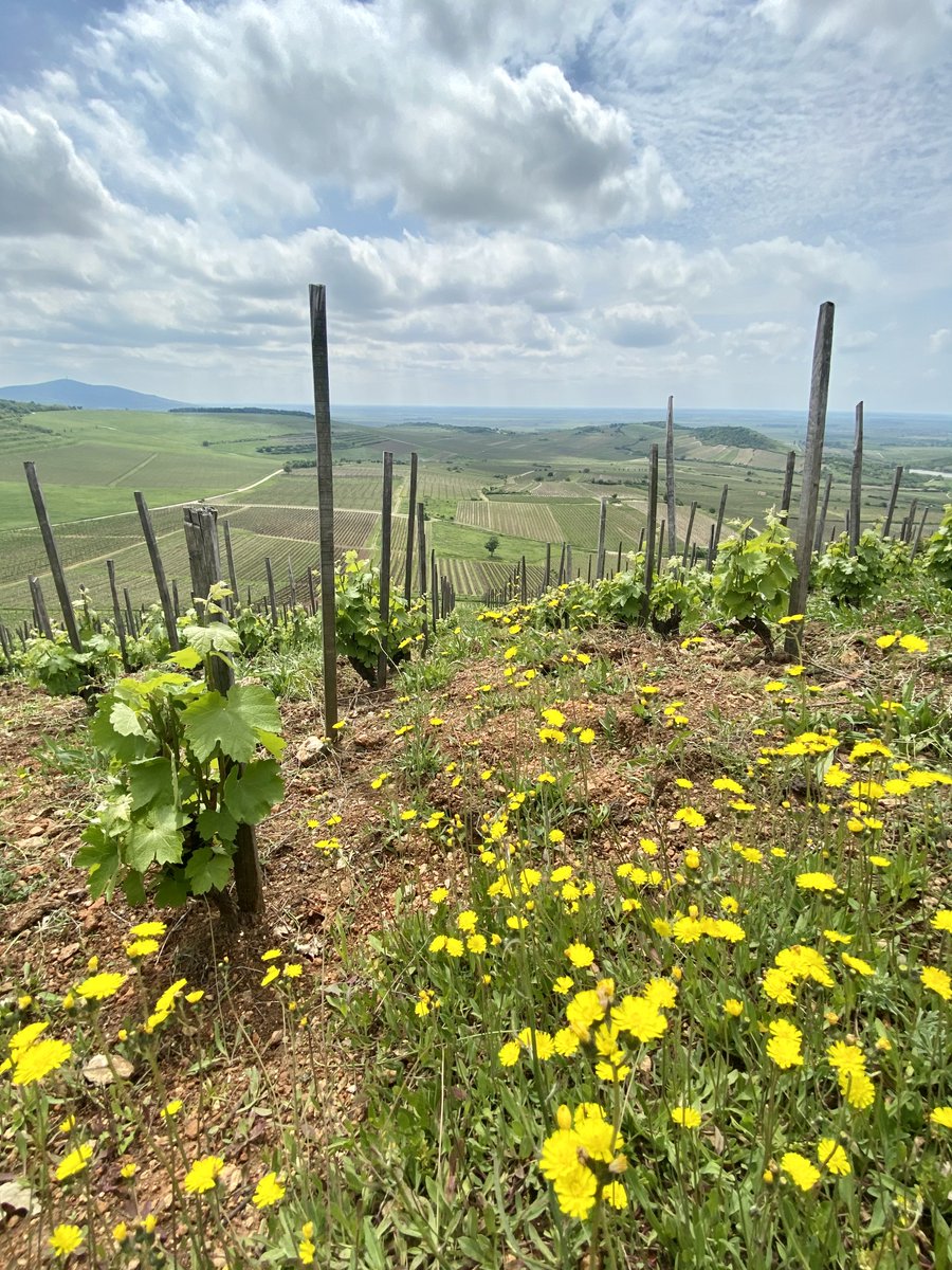 BartaWinery's tweet photo. Check out some up-to-date and fun Tokaj Facts: https://t.co/Zp0qV69Lr9 ..for Tokaj-lovers, a great website with lots of information on our #terroir. https://t.co/K9SbmGvpNV