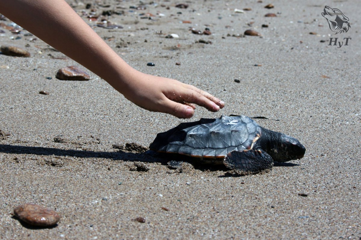 asociacionhyt's tweet image. Hace 5 años de esta foto, #Morla y sus hermanas salieron a surcar los mares. ¿Dónde estarán? Aquel fue nuestro inicio en el apoyo a la conservación de las #TortugasMarinas en #Andalucía. Pronto más noticias tortugueras ;) 

#WorldSeaTurtleDay #DiaMundialdelasTortugasMarinas