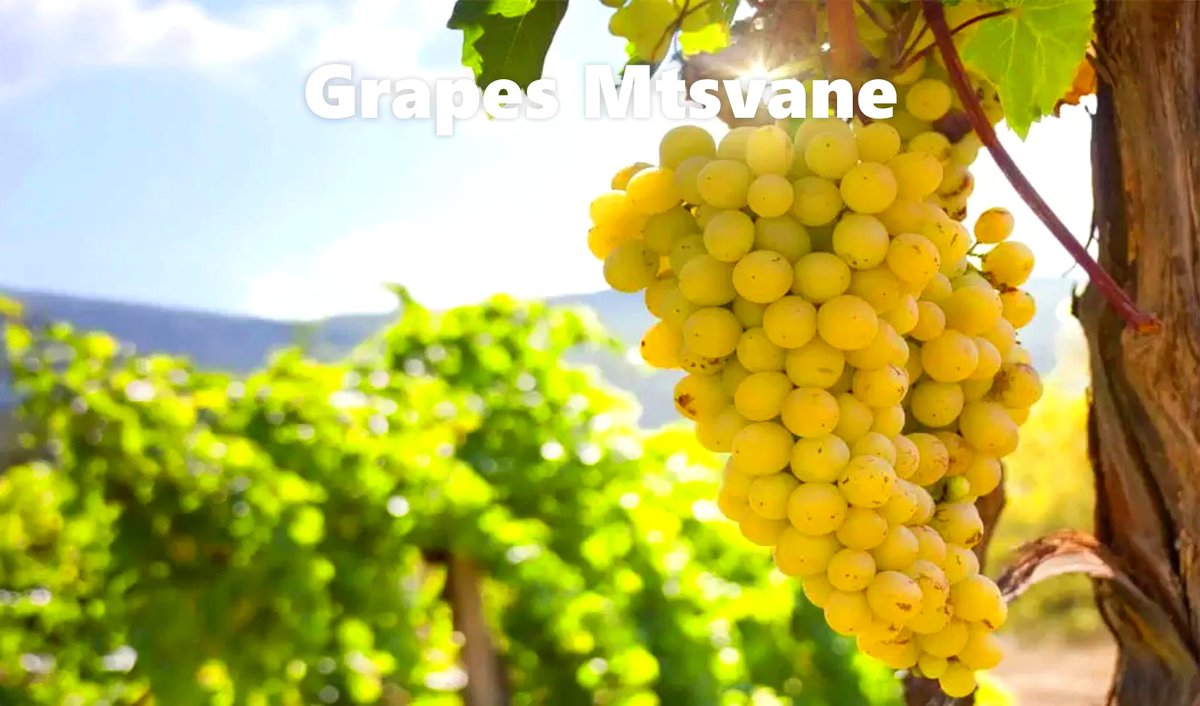 GeorgiaWineland's tweet photo. 🇬🇪🌞Grand Reserve "Rkatsiteli Mtsvane - Askaneli Brothers ➖ Cultures grow on the vine of tradition                                                                    
Wine: White, dry
Region: Kakheti-Georgia
Strength: 1️⃣2️⃣,5️⃣
Volume: 0️⃣,7️⃣5️⃣ L 
Price  3️⃣5️⃣ 💲  

#winetime https://t.co/0QEgBrfphJ