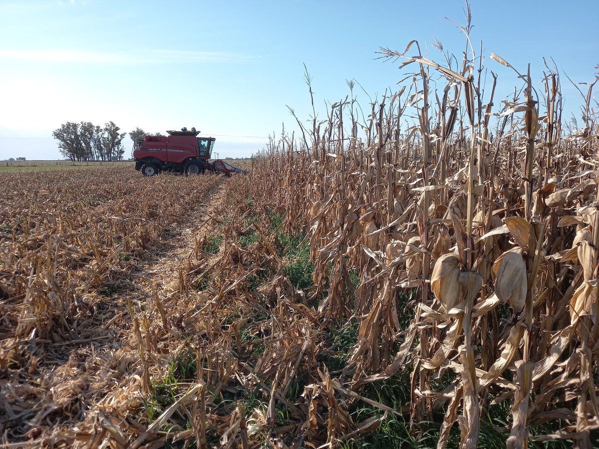 RodrigoFalcone5's tweet photo. Tarde de cosecha de ensayos junto a los amigos de @DepetrisGrupo. Distintas estrategias de fertilizacion en N #urea y #eNeTOTALPLUS. No solos buscamos aumentar rindes, sino también cuidar el #medioambiente.
@ProfertilAgro https://t.co/Y3fDDJ3mRr