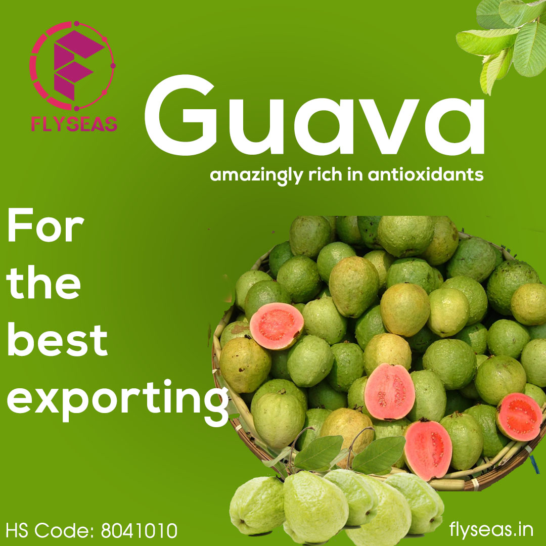 Flyseas1's tweet photo. "Guava Boosts Heart Health and Benefits Your Digestive System.
They Aid Weight Loss and an Anticancer Effect.
Export your guava containers now from @Flyseas1 "
https://t.co/LzTqC389zB
#Guava #freshGuava #specialGuava #container #lemons #lemonsbasket #lemonsdelivery #mango https://t.co/y6nJthw9w8