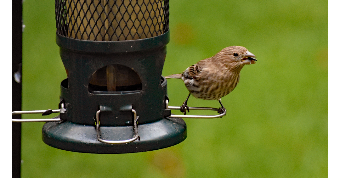 fairfaxparks's tweet photo. The Virginia Department of Wildlife Resources has recently received reports of sick and dying birds in our area. DWR is asking people to stop feeding birds for the time being. Avoid handling birds, and keep pets away from them. Get details at https://t.co/TlMR3drxWD. https://t.co/UGdQDAF9Fj