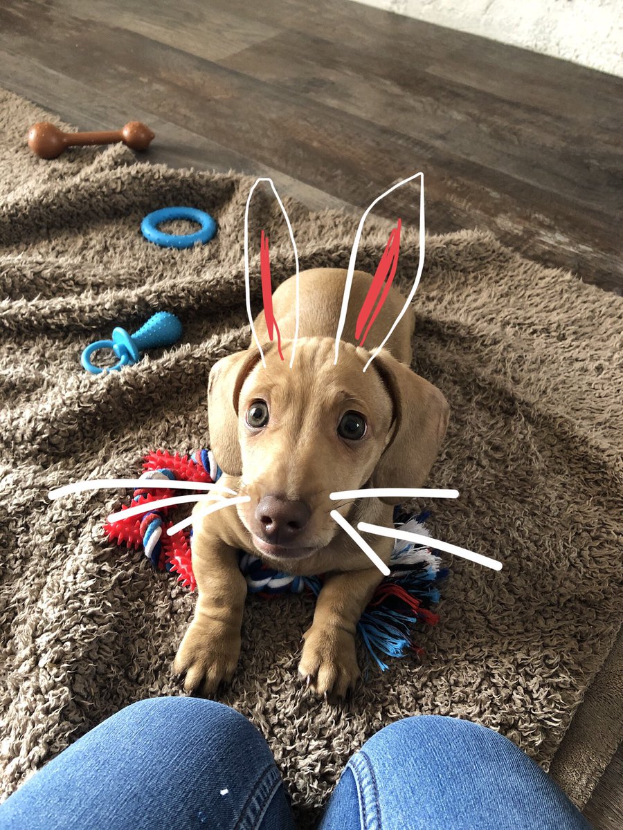 sheldonthecat's tweet photo. @dog_rates Thank you so much for highlighting such an important issue for the veterinary profession. I’m a vet and looking through the responses to this campaign has made me smile! So ‘ears’ to all the fabulous vets, nurses, animal care assistants and receptionists 💕 #EarsToVets https://t.co/jwbsDLGK1C