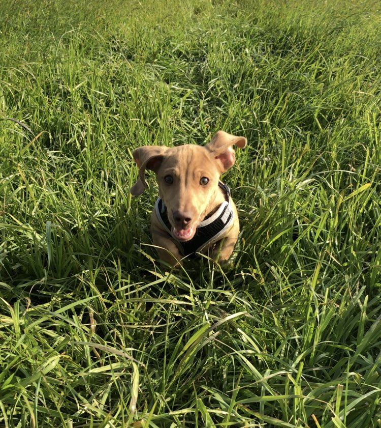 sheldonthecat's tweet photo. @dog_rates Thank you so much for highlighting such an important issue for the veterinary profession. I’m a vet and looking through the responses to this campaign has made me smile! So ‘ears’ to all the fabulous vets, nurses, animal care assistants and receptionists 💕 #EarsToVets https://t.co/jwbsDLGK1C
