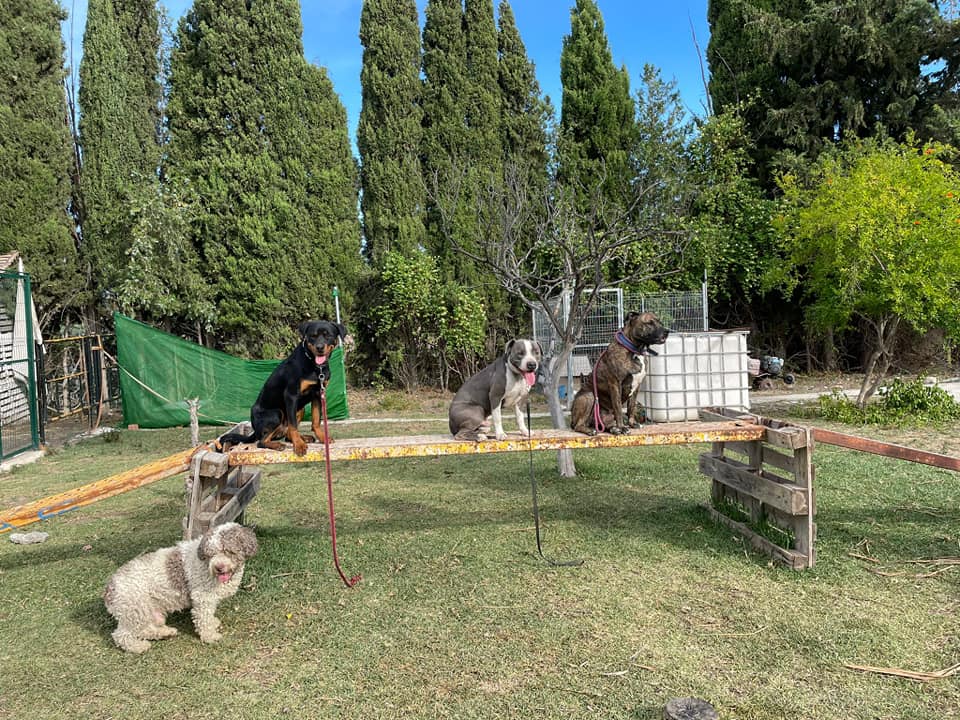 Seguimos trabajando con Tiana, Jagger y Draco!!
Ya les va quedando menos para poder volver a casa 🐾🥰

#Lopecan #TianaLopecan #JaggerLopecan #DracoLopecan #AdiestramientoEnResidenciaLopecan #Malaga #andalucia #Adiestramientocanino