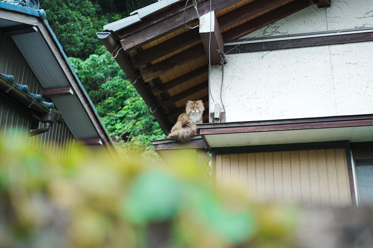 y_yoshimi28's tweet photo. お天気の悪い日は会える確率が高い空き家の住ネコさん🐈
決まってこの軒先に居ます
それ以外の場所で見た事がない…
カメラを向けても決して逃げず
私から目を逸らしません👀
#sigmafp #powb #cat
#空き家の住ネコさん https://t.co/65BzEKXvVF