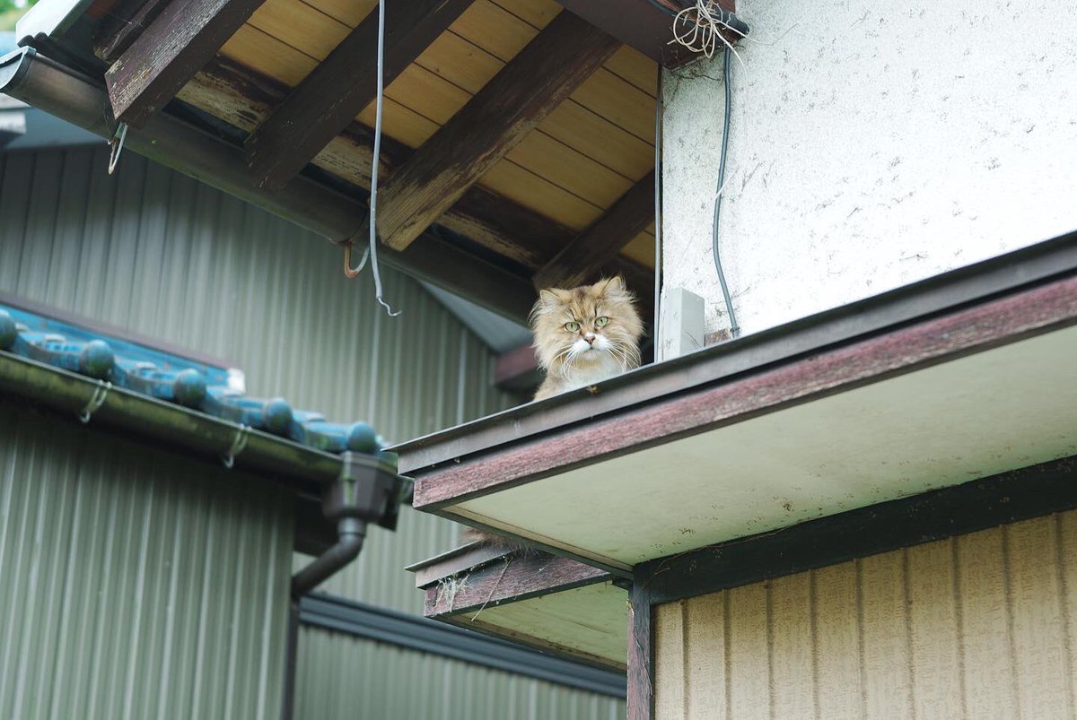 y_yoshimi28's tweet photo. お天気の悪い日は会える確率が高い空き家の住ネコさん🐈
決まってこの軒先に居ます
それ以外の場所で見た事がない…
カメラを向けても決して逃げず
私から目を逸らしません👀
#sigmafp #powb #cat
#空き家の住ネコさん https://t.co/65BzEKXvVF