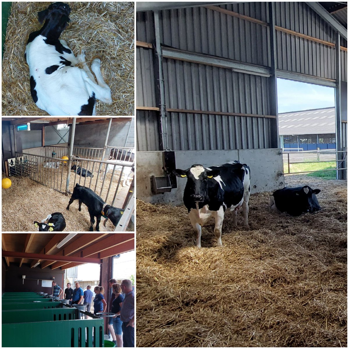 Michielagri's tweet photo. Project : voorkomen is beter dan genezen. Thema Jongvee Opfok
@DLVadvies  #GDDeventer #msschippers #familieboxen #daphartvandrenthe @bhietberg https://t.co/oPaEgbcXYj