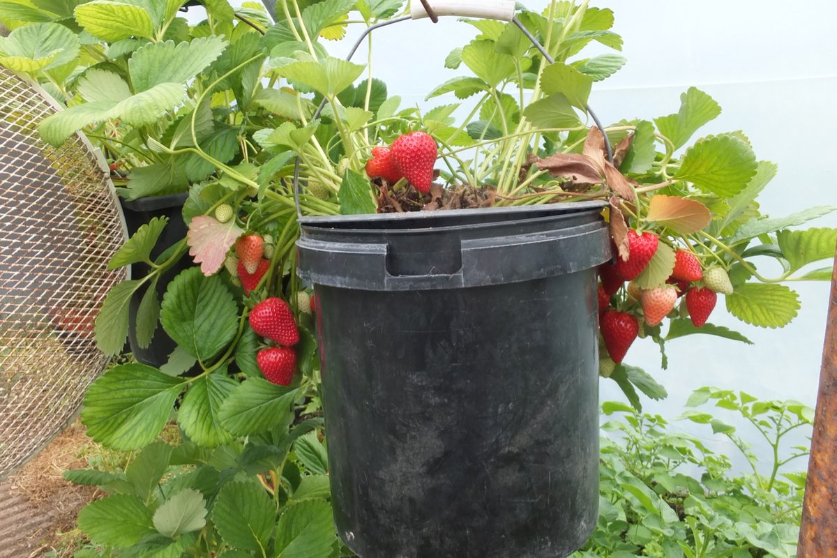 FlowerdewBob's tweet image. I can't get over how much simpler and more successful strawberry culture is using buckets rather than planting out in a bed