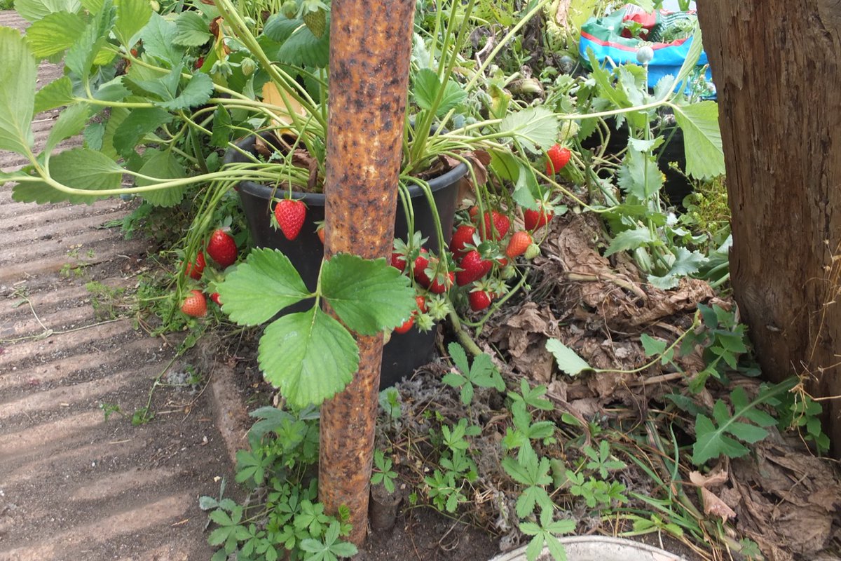 FlowerdewBob's tweet image. I can't get over how much simpler and more successful strawberry culture is using buckets rather than planting out in a bed