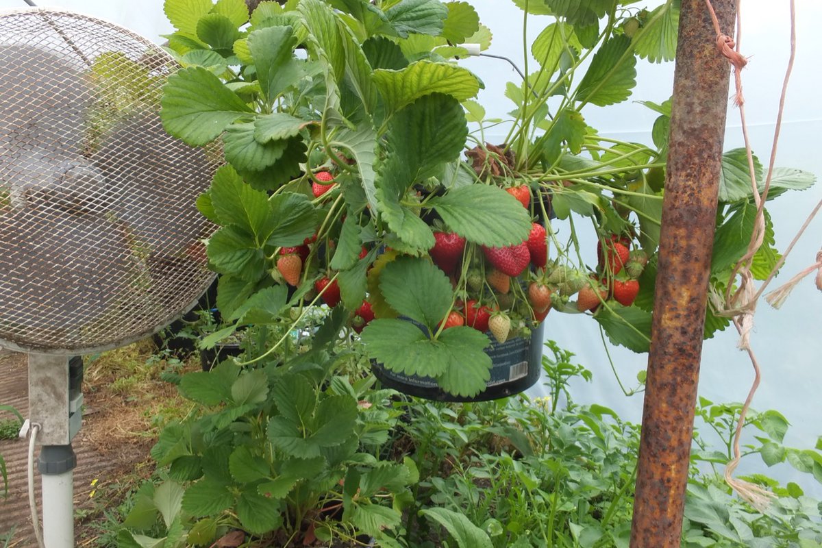FlowerdewBob's tweet image. I can't get over how much simpler and more successful strawberry culture is using buckets rather than planting out in a bed