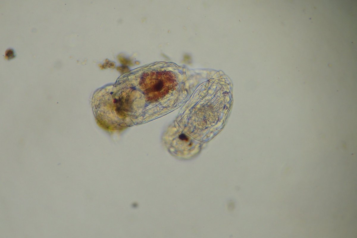 torikanz's tweet image. コガタワムシの仲間ですかね？２匹でクルクルと泳いでいました．

#プランクトン
#ワムシ