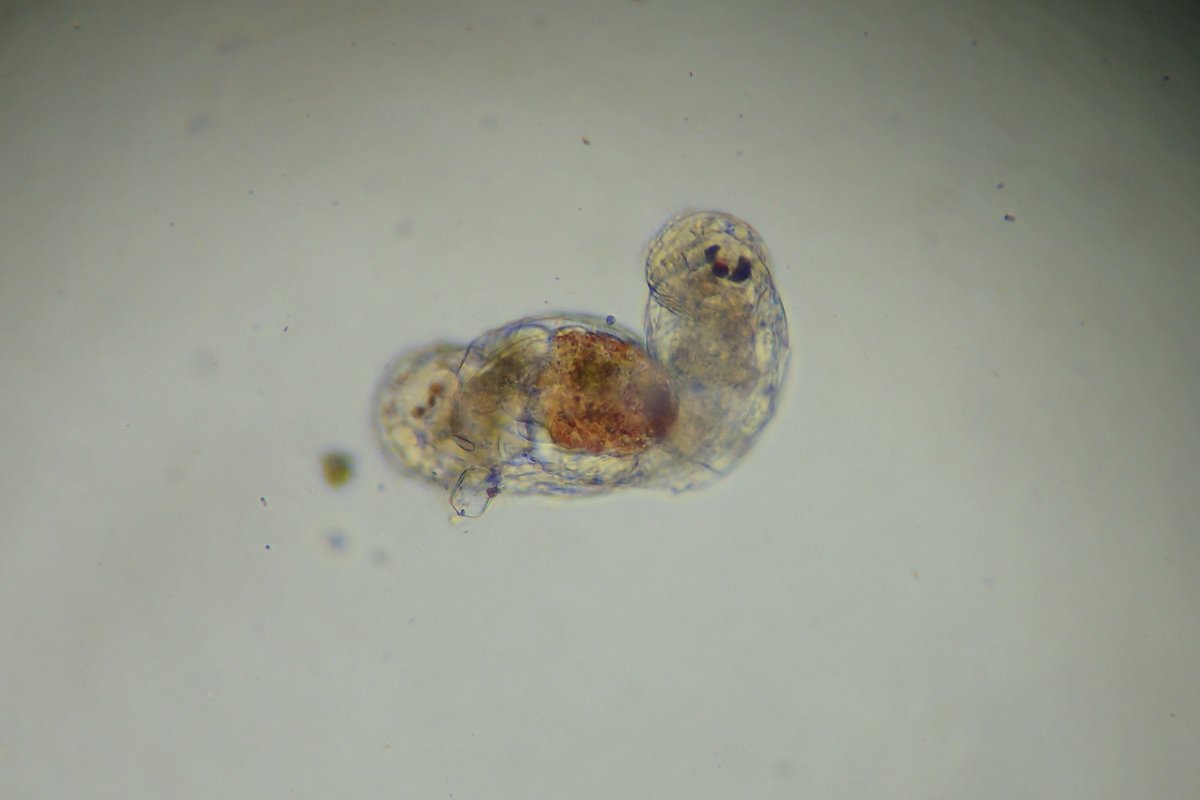 torikanz's tweet image. コガタワムシの仲間ですかね？２匹でクルクルと泳いでいました．

#プランクトン
#ワムシ