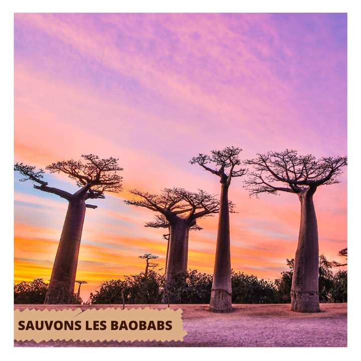 DryForestBaobab's tweet photo. Comme un coucher de soleil, notre campagne de financement participatif, #SAVEBAOBABS 🌱 touche à sa fin dans quelques heures. Nous avons pu agrandir la communauté #DryForest,  rencontrer des acteurs engagés et sensibiliser à la nécessité de protéger la biodiversité de #Madagascar https://t.co/w52LCwk6jJ