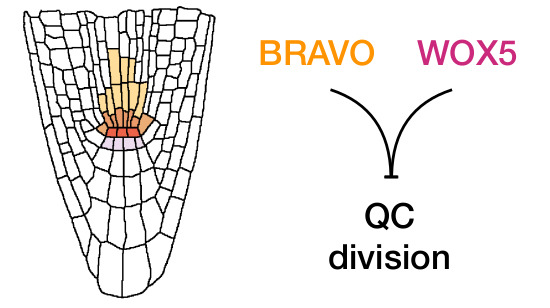 MolSystBiol's tweet photo. Genetic analysis &amp; mathematical modeling reveal BRAVO/WOX5 regulatory interactions &amp; indicate mechanisms of #stemcell control in the #Arabidopsis root --> https://t.co/3Tw9gpgqPK @Ana_CanoDelgado @CRAGENOMICA @UB_ICS #plantbiology https://t.co/ifFXMi22f4