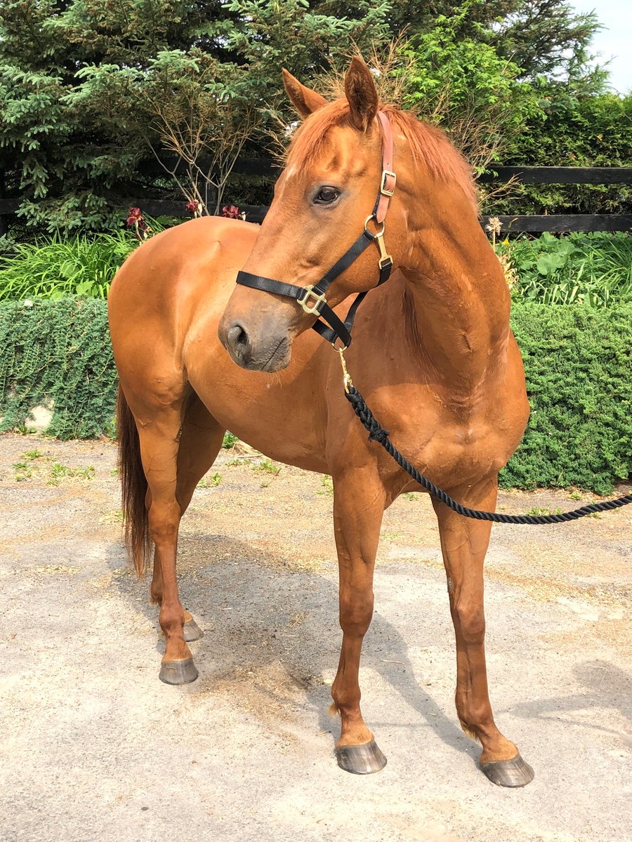 LongRunTB's tweet photo. Favorite Heir left for his forever home with Jennifer and her family. He joins the family and their herd to enjoy his retirement as a companion horse on their lovely farm. 

#ottb #thoroughbredsofinstagram #ottbsofinstagram #retiredracehorse #chestnutgelding  #longrun_tb https://t.co/EjkSphQsUW