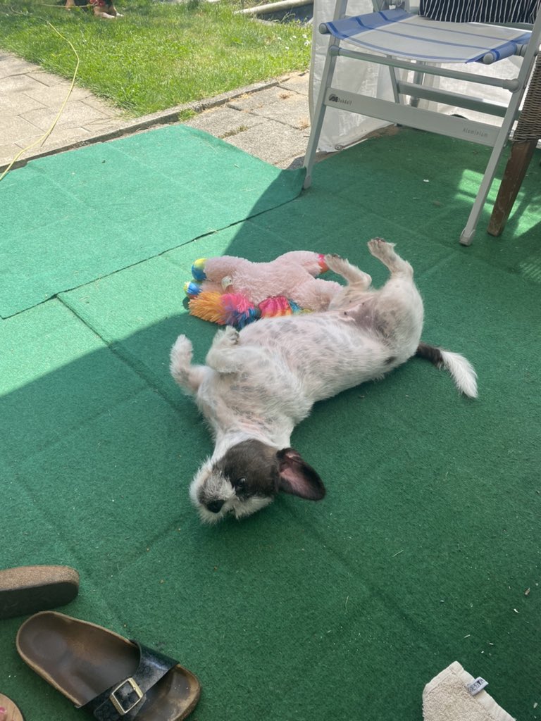 jessiedr1990's tweet photo. M’n prinsesje zo blij dat vrouwtje weer thuis is ! En natuurlijk moest knuffie ook geshowd worden 😅 ❤️ #shelby #lovehere https://t.co/ITMo0sitkx