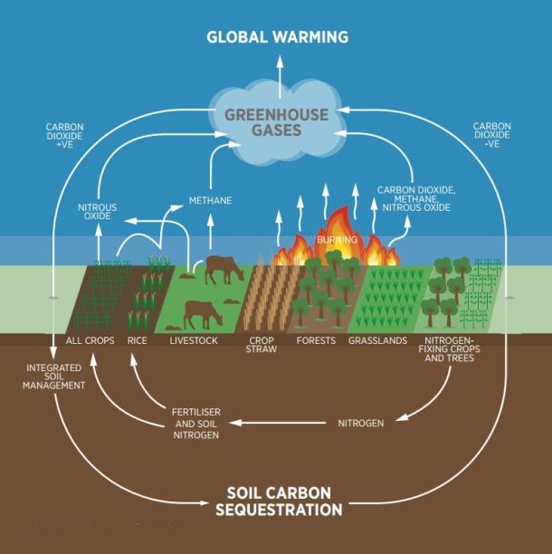 Carbon dioxide is the most commonly produced greenhouse gas.
The Climate Change and Environmental Sustainability conference will discuss this serious topic on “Ecosystem services and carbon sequestration.”
🌐Know more about the CCES conference topics here: bit.ly/CCES1st