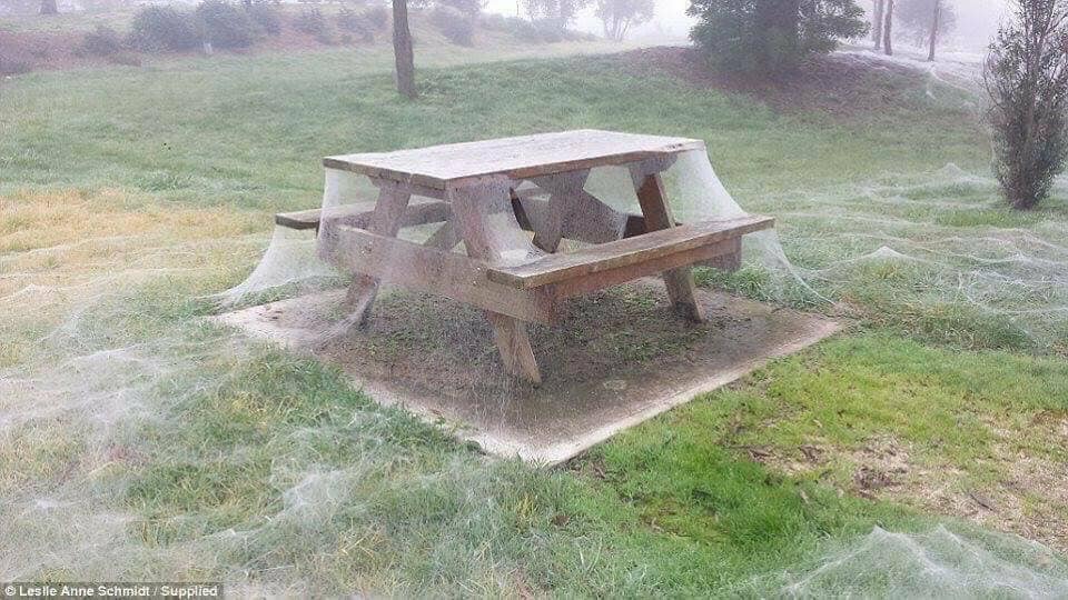 Youridefou's tweet photo. Ceci n'est pas de la neige. Actuellement en Australie c'est la saison des araignées https://t.co/CPAOJzpibD
