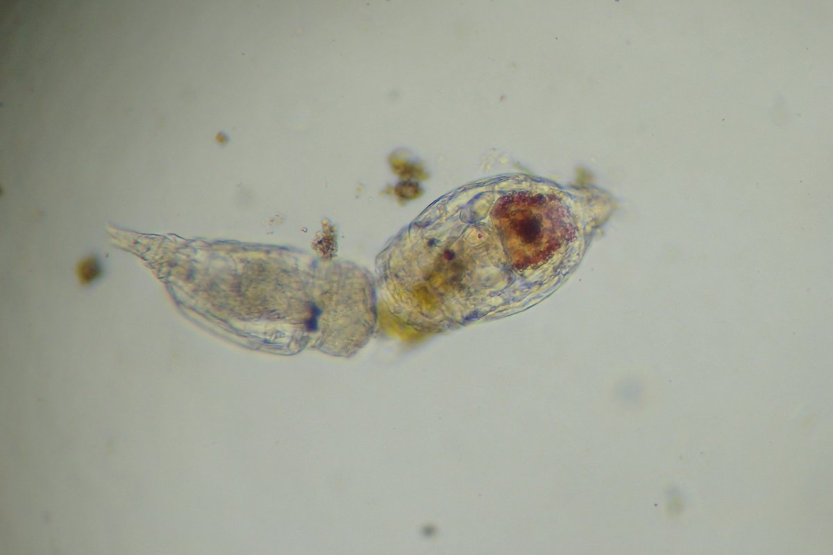 torikanz's tweet image. コガタワムシの仲間ですかね？２匹でクルクルと泳いでいました．

#プランクトン
#ワムシ