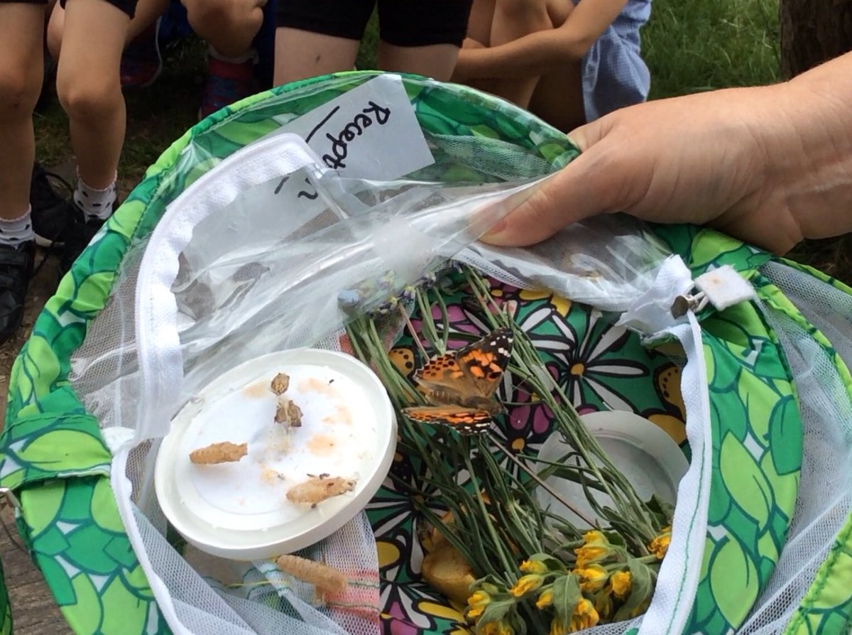 Today in Reception we released the butterflies that we have been looking after.  We have enjoyed watching them grow from caterpillars into beautiful butterflies.  Fly high butterflies. 🐛🦋