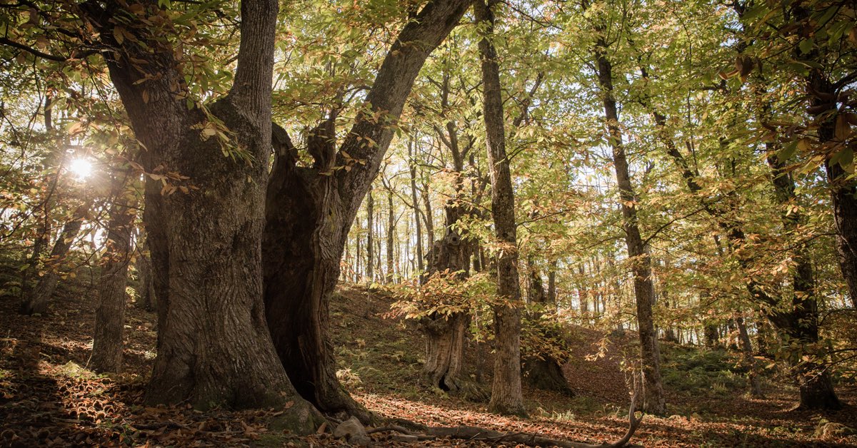 Ministero dell'Agricoltura tweet media