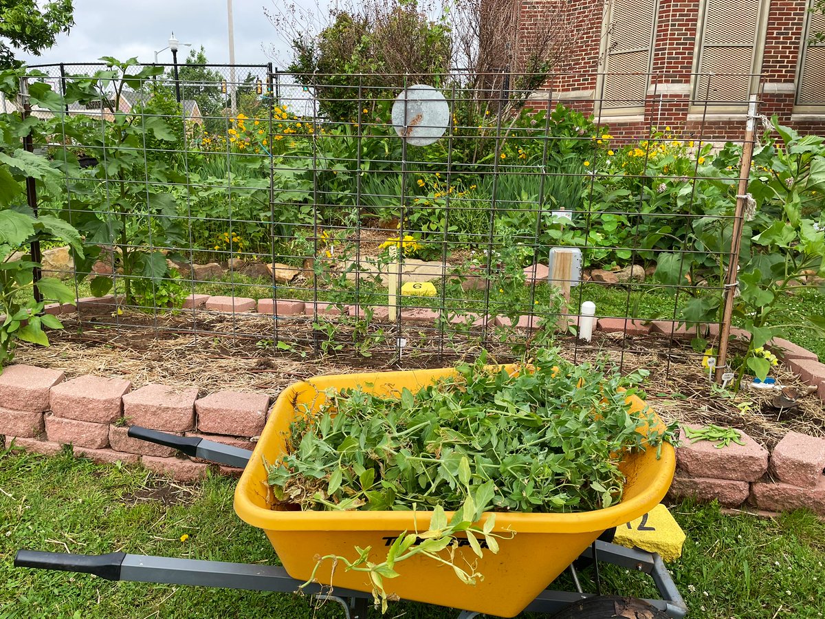 Cleveland School Garden tweet media