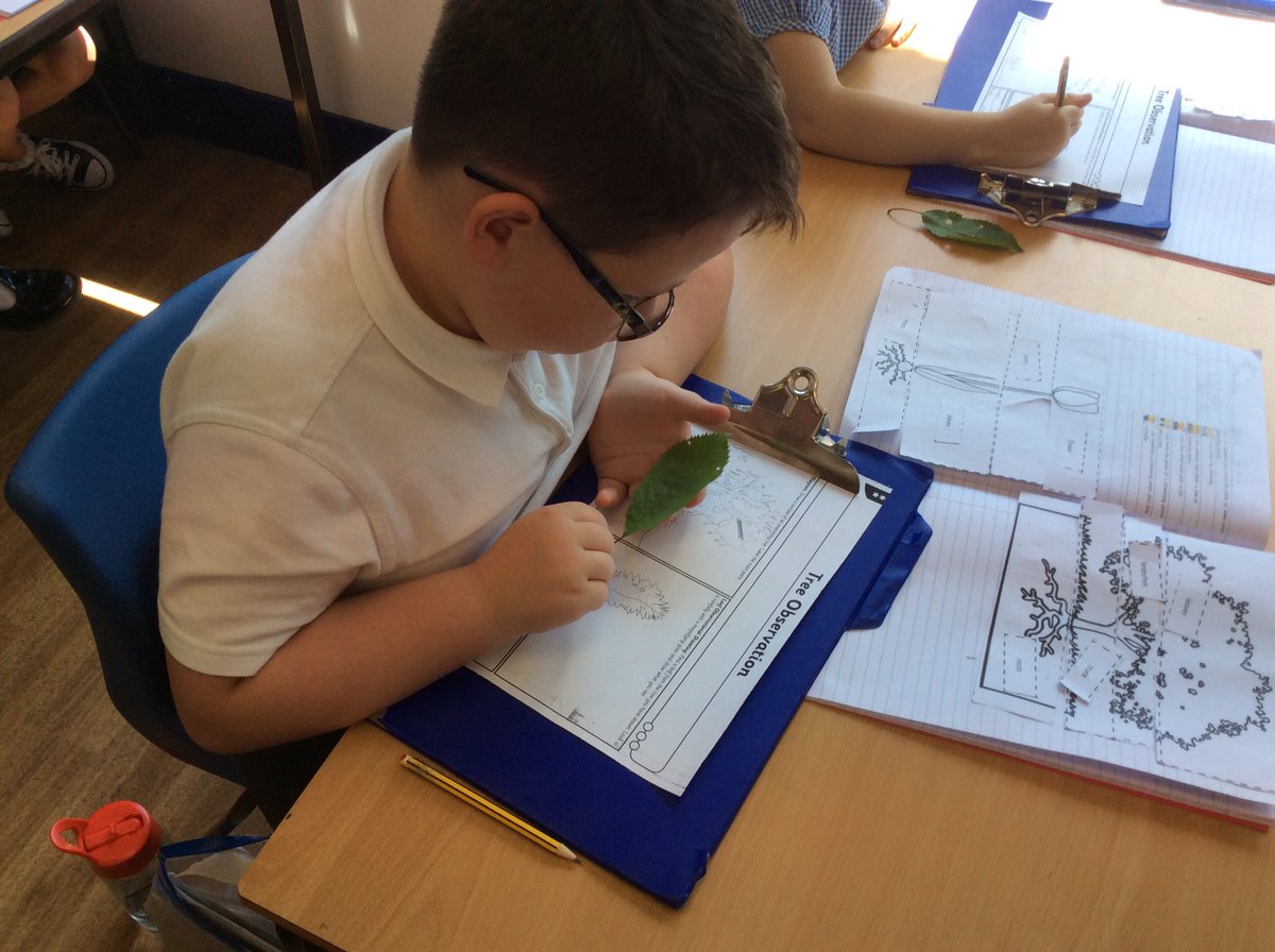 MWCP_Year2's tweet photo. We have been looking closely at trees and leaves and labelling their features #mwcpscience https://t.co/6mqdmILxNg