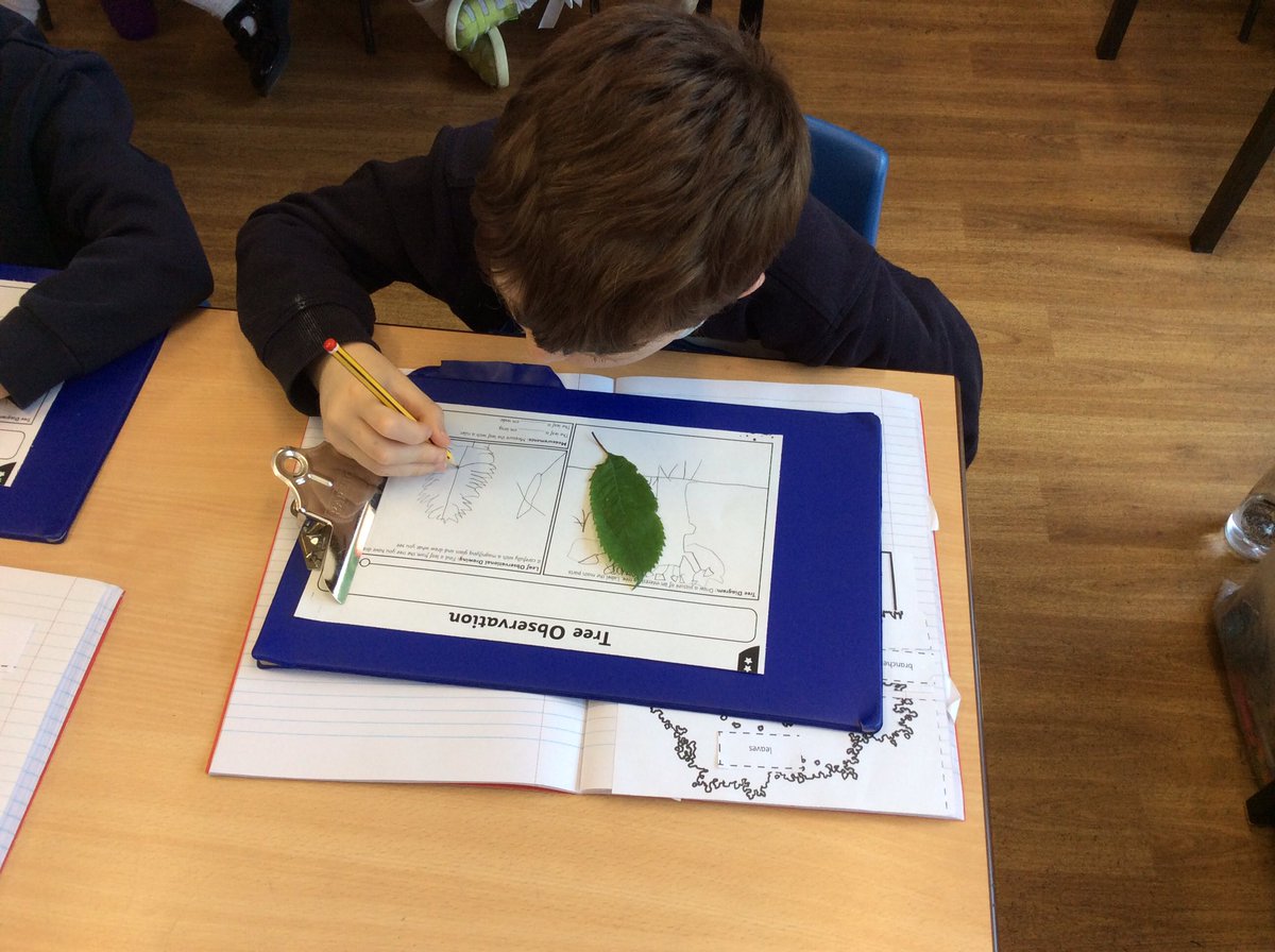 MWCP_Year2's tweet photo. We have been looking closely at trees and leaves and labelling their features #mwcpscience https://t.co/6mqdmILxNg