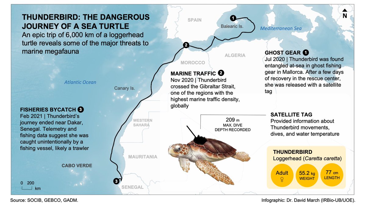 (1/7) On this #WorldTurtleDay discover the story of Thunderbird, the loggerhead turtle 🐢 that travelled 6000km. Her epic journey illustrates 2 of the major threats that many #marine #species face 🦈🐋 – entanglement in #ghost fishing gear and #bycatch in industrial #fisheries 🆘