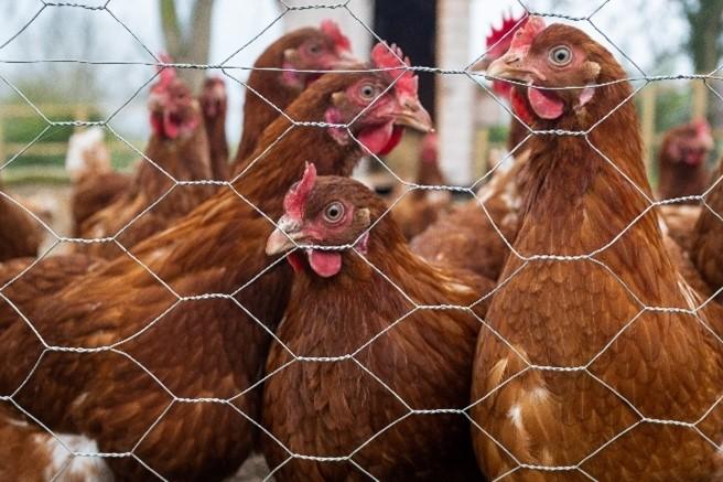 ElancoLivestock's tweet photo. Calling all #RAMAs 📣
Do you need to refresh your knowledge of #WormControl in chickens? Earn 8 #AMTRA accredited #CPD points by completing the poultry worms module on our RAMA Knowledge Hub @AMTRA_RAMA @SQPTraining https://t.co/GXe32nicCF https://t.co/aPopt5gn7C