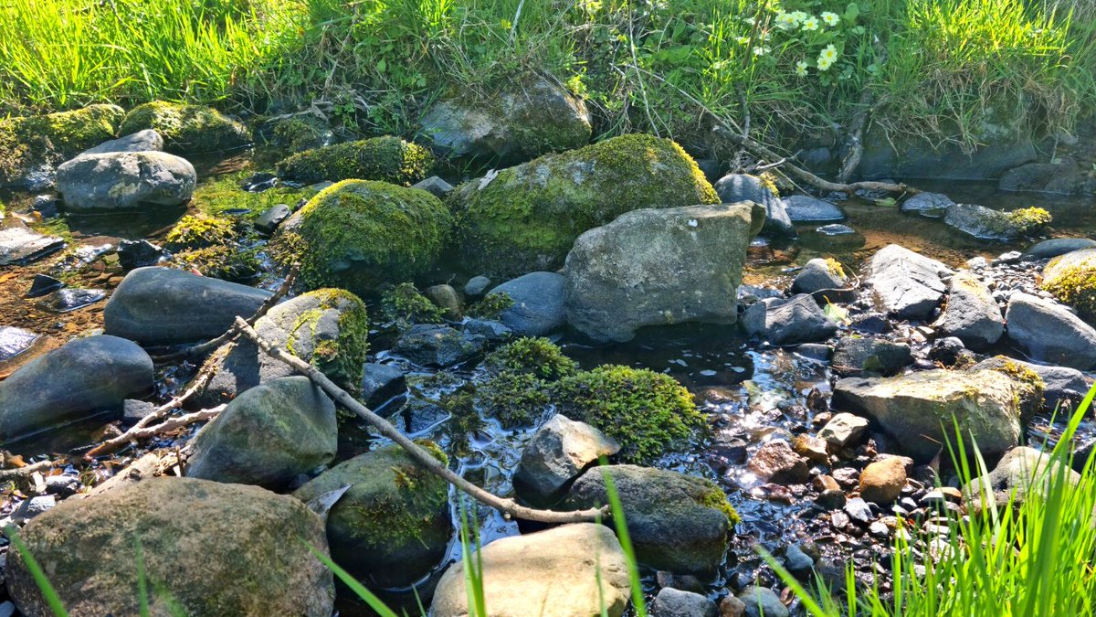 MStoddartDesign's tweet photo. During the May #bankholiday, Mark explored the land behind his beloved home, Ladybank House. Whilst soaking up the beautiful weather and picturesque scenery, Mark snapped these wonderful pictures - how beautiful 📸🌱 #markstoddart #artist #designer #photography #scenery #nature https://t.co/UYg23IU9KC