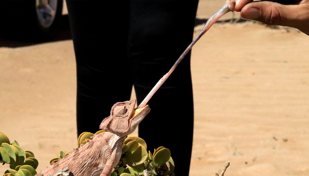 5FM's tweet photo. Final chance at a R1000 giveaway with #EyeGene:
CLUE#3: "They’re known for their ability to change their colour, some might say these reptiles are unlike any other"
Identify the attraction in the pic |
Whatsapp your answer to 082 550 5151 using #EyeGeneAfricaTour https://t.co/LNi5vUViA4