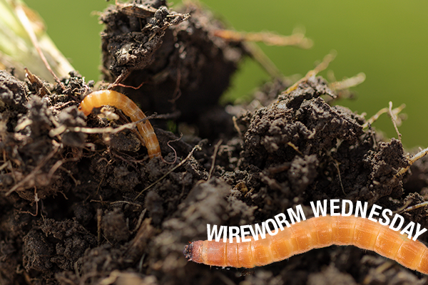 BASFAgProducts's tweet photo. It's hump day, or as we like to call it: #WirewormWednesday! That means it's time to get #Teraxxa F4 seed treatment for your winter wheat and to check for #wireworm pressure on spring wheat by seeing if there are missing plants and patches or yellowing leaves. #Plant21 https://t.co/yh8UtkF2gg